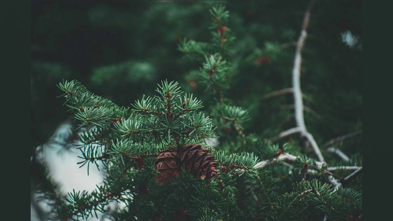 Read more about the article (हृदय में उत्कीर्णन करना) वो जो सभी चीजों में धन्यवादी हैं … – Those who are thankful in all things