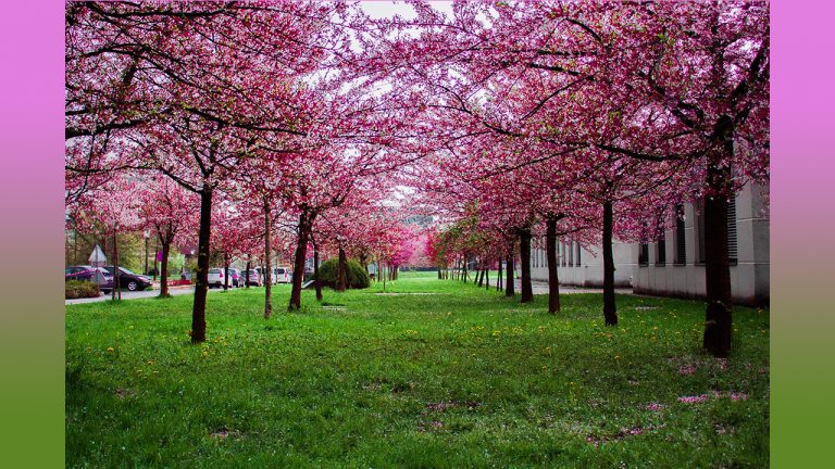 Read more about the article (हृदय में उत्कीर्णन करना) एक हृदय, एक इच्छा और एक विश्वास के साथ सब कुछ देखना।(Engraving in Heart] Looking at Everything with One Heart, One Will, and One Faith!)